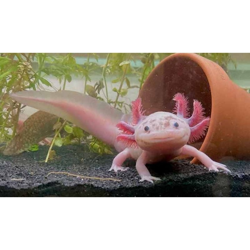 TERMURAH IKAN AXOLOTL Ikan Hias Aquarium - Ikan Hias Aquarium Cantik - Ikan Salamander Albino - IKAN