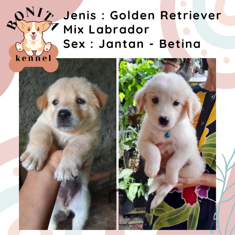 Golden Retriever Mix Labrador Anak Anjing Jantan Betina