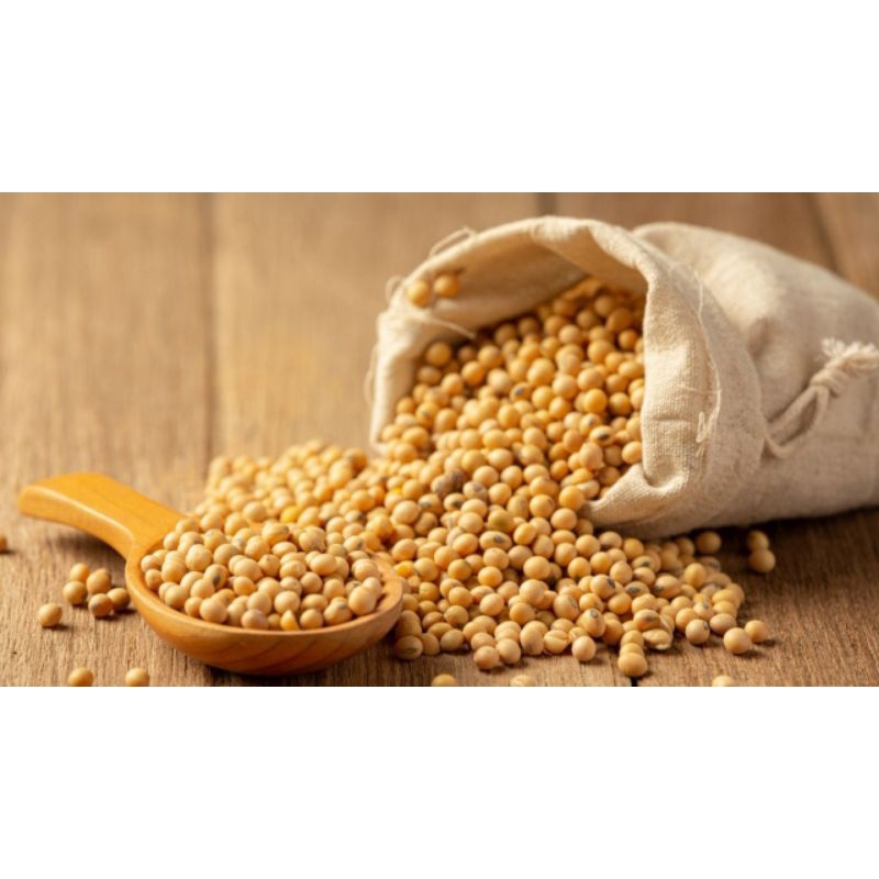 300 BUTIR BIJI/BENIH KACANG KEDELAI ANJASMORO