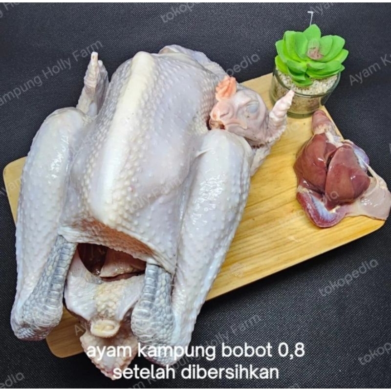 

Promo Ayam Kampung Potong Fresh Murah, Bobot Hidup 0,9 kg