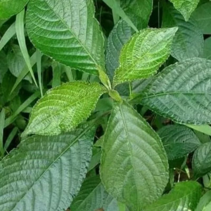 

Daun Keji Beling / Pecah Beling Segar 100 Lembar