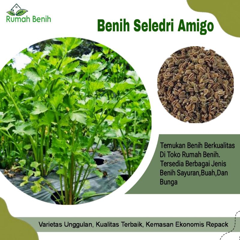 Benih Seledri Amigo Unggulan / Bibit Seledri / Biji Tanaman Seledri / Benih Sayuran Rumahan / Seledr