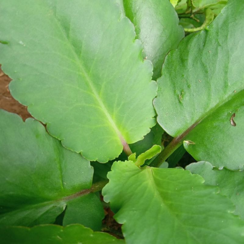 

Daun cocor bebek segar obat herbal 500 gram masih segar(buntiris)