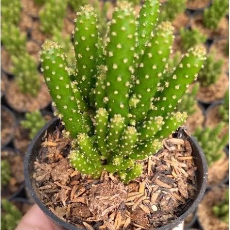 Sukulen Cemara Opuntia Tuna Monstruosa ( Sukulen Cemara ) Tanaman Hias And Souvenir