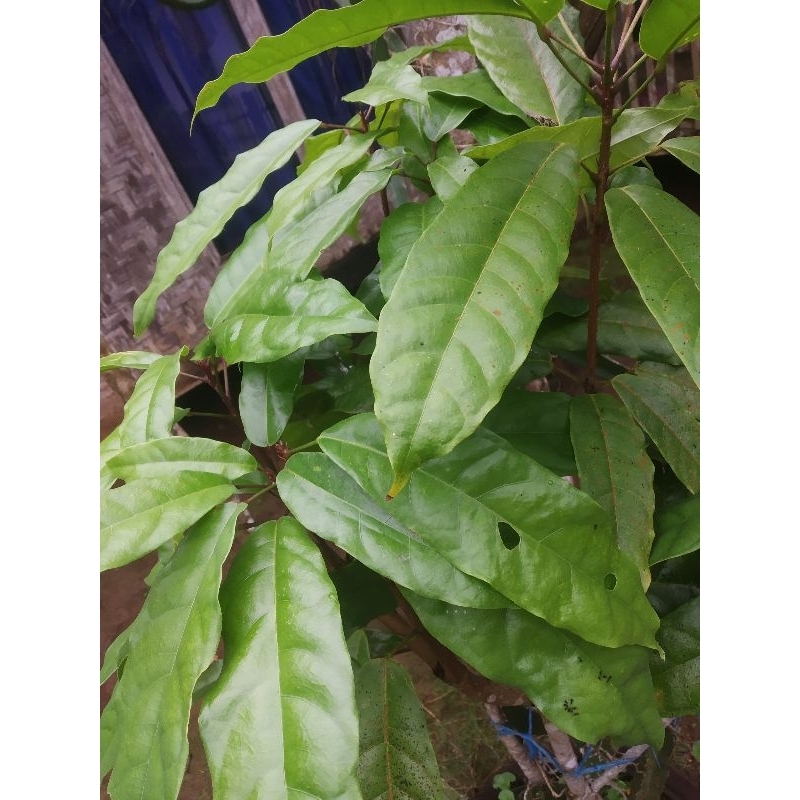 

Daun Hantap Fresh 500 gr