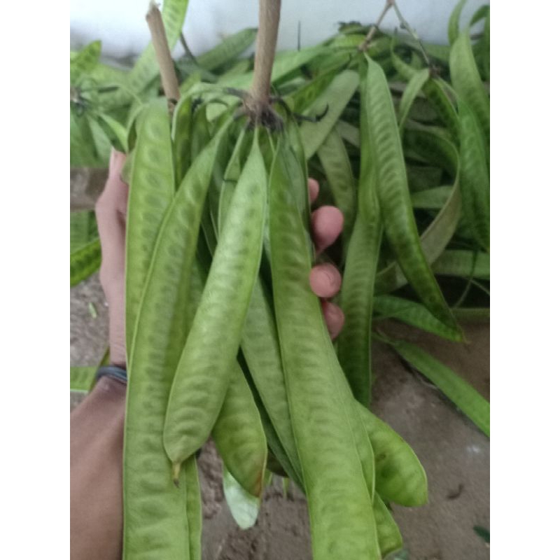 

Pete cina/ lamtoro Belum kupas 20 papan