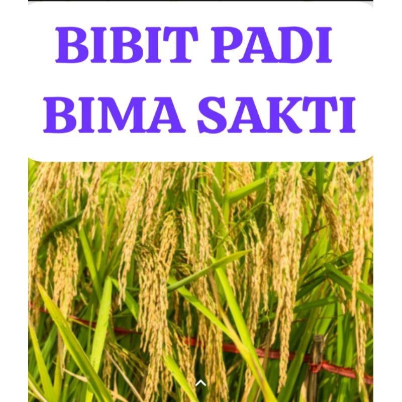 BIBIT PADI BIMA SAKTI                   Kemasan 5 Kg