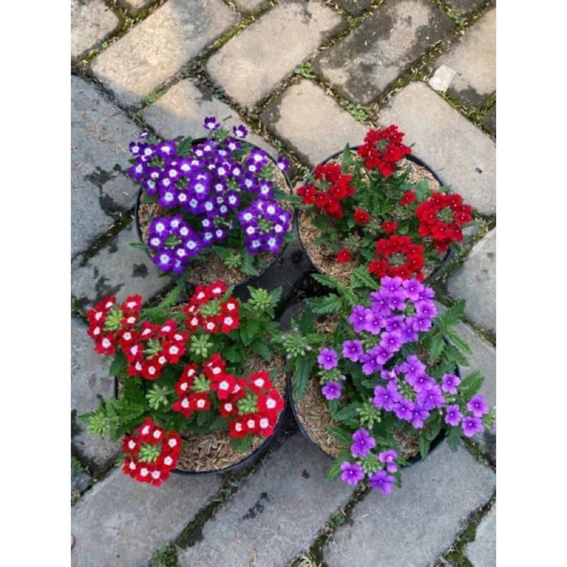 Bunga VERBENA - Tanaman Hidup Bunga Hias Verbena - Bunga Verbena Pentas