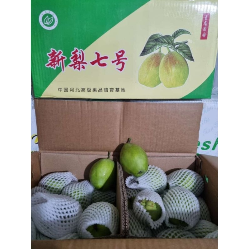 

Pear xiangli