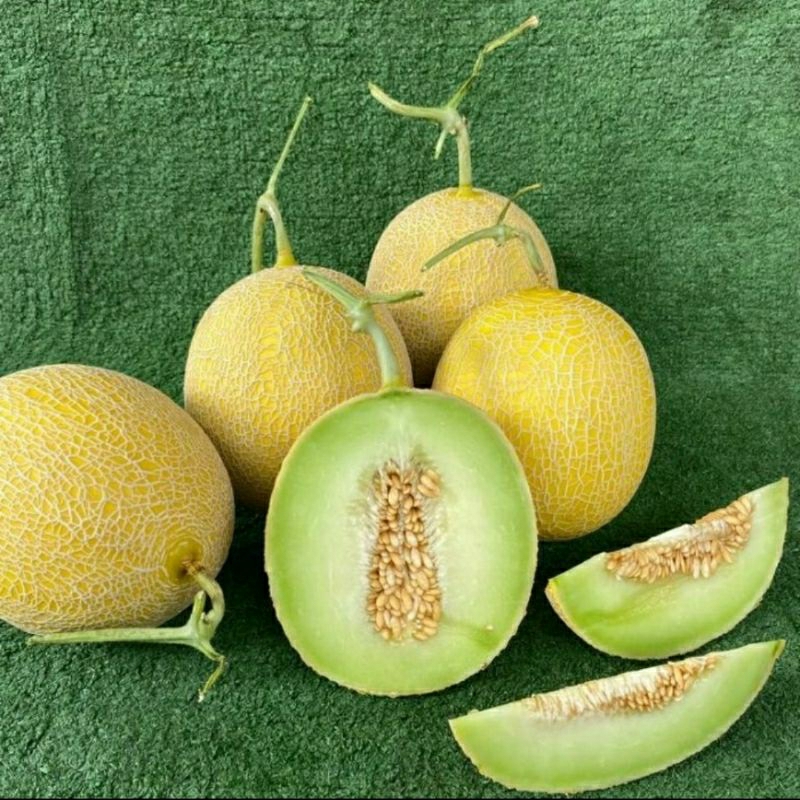

MELON INTHANON