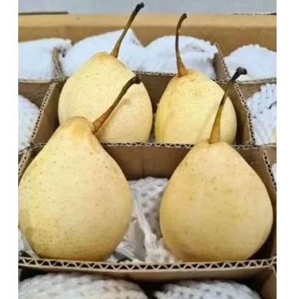 buah pear pir 1 kg