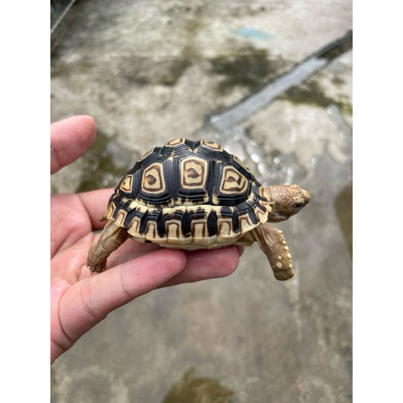 MAINAN PARDALIS BABY