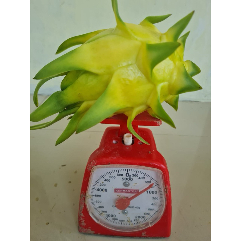

DISKON SUPER / Buah Naga Super GOLDEN ISIS / GRADE A