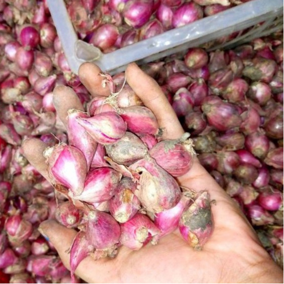 

RB BAWANG MERAH BREBES SEDANG