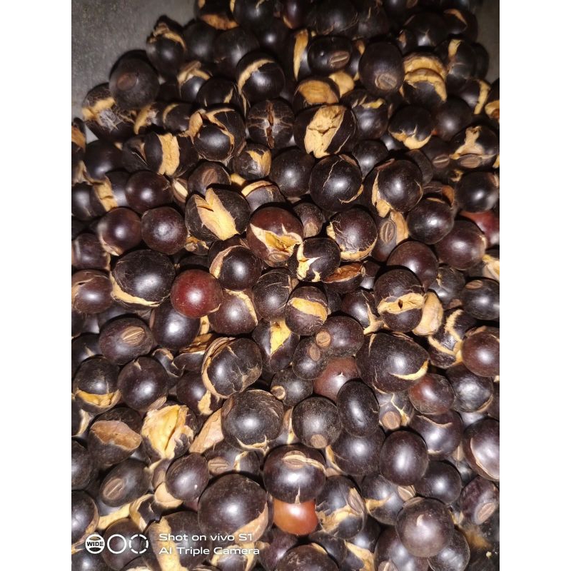 

biji kecipir matang (biji jaat) sangrai siap makan / kecipir /jaat