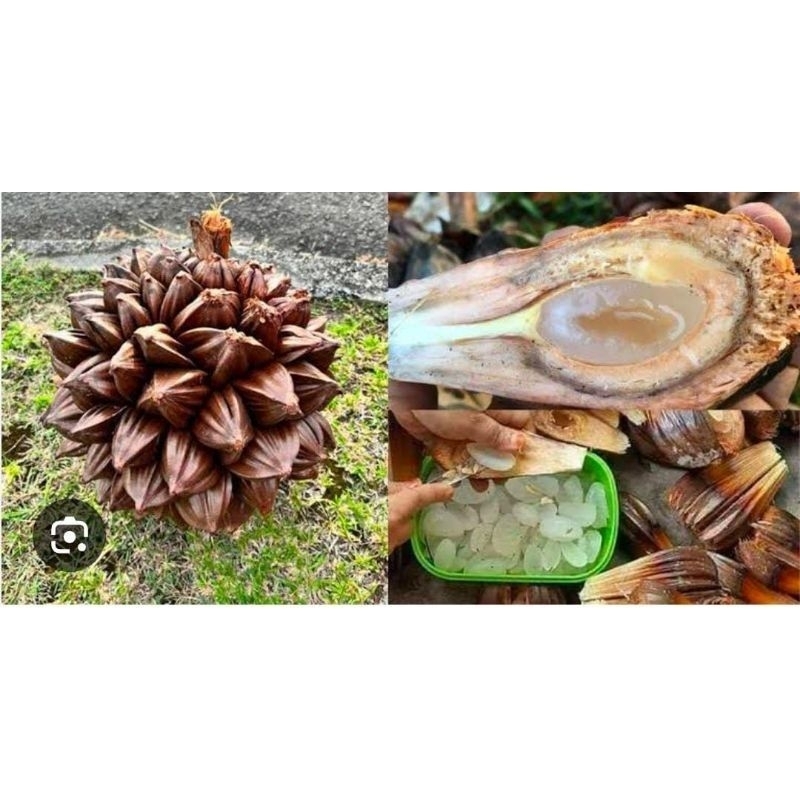 

Buah Nipah Buah Dahon Muda 1kg +