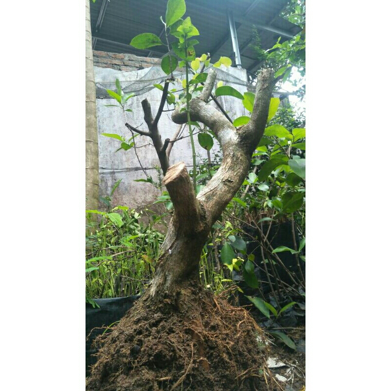 Bahan Bonsai Sancang Prospek