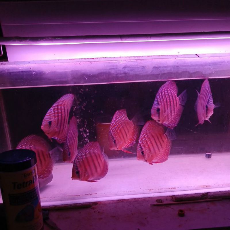 ikan air tawar  hias aquascape discus jumbo  heckel alenquer 3,5inch up