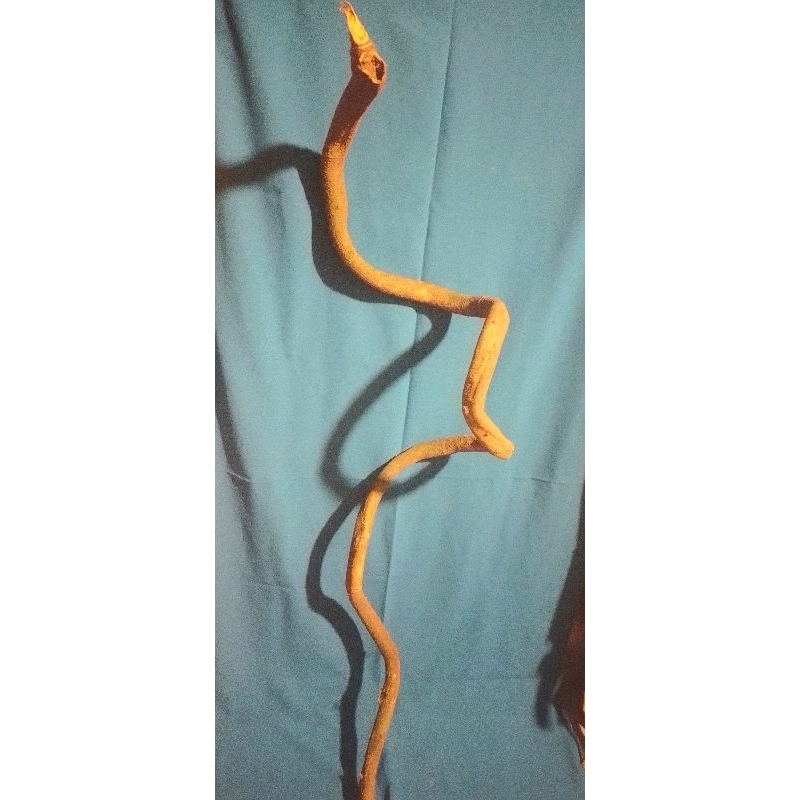 akar mimang asli alam