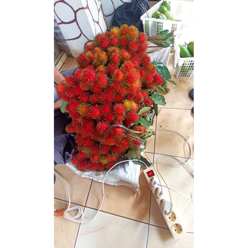 

Buah Rambutan binjay manis fres super 1kg