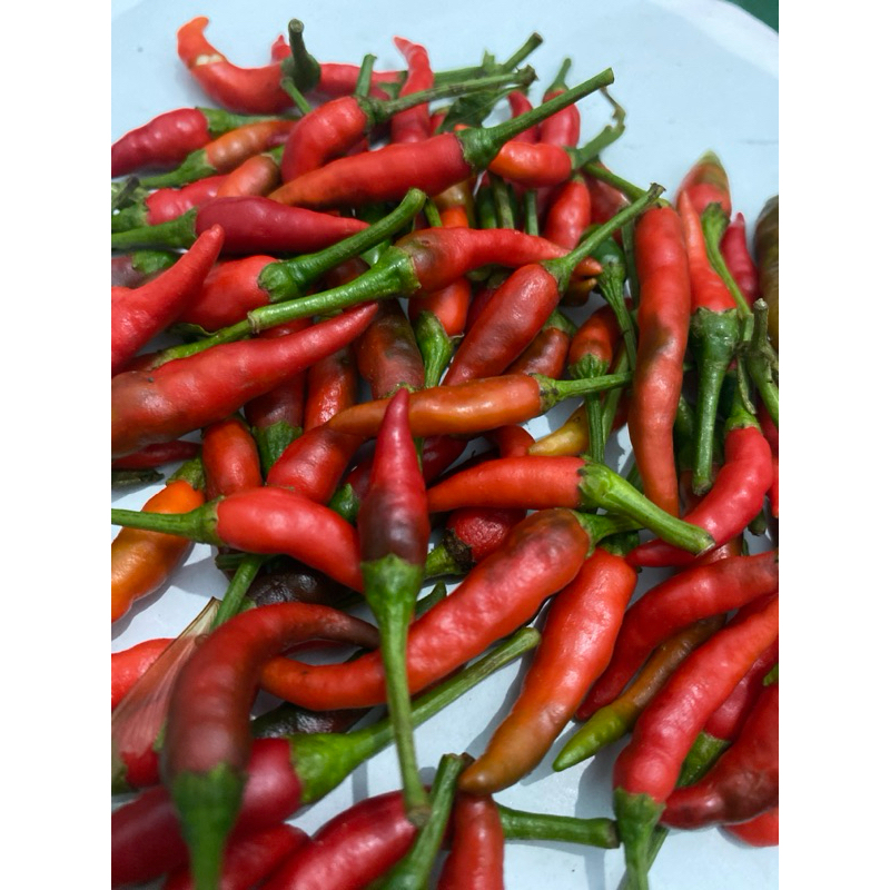 

cabe cabai lombok rawit merah 500 gram