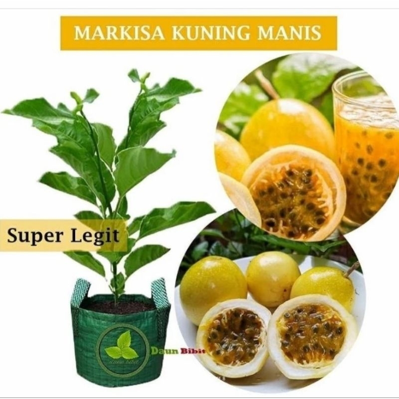 bibit markisa kuning manis