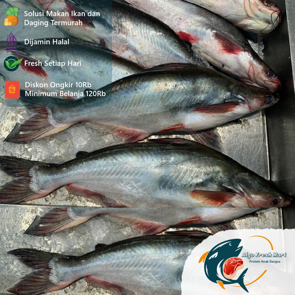 

[Termurah] Ikan Patin Ekoran Berat 550-600Gr