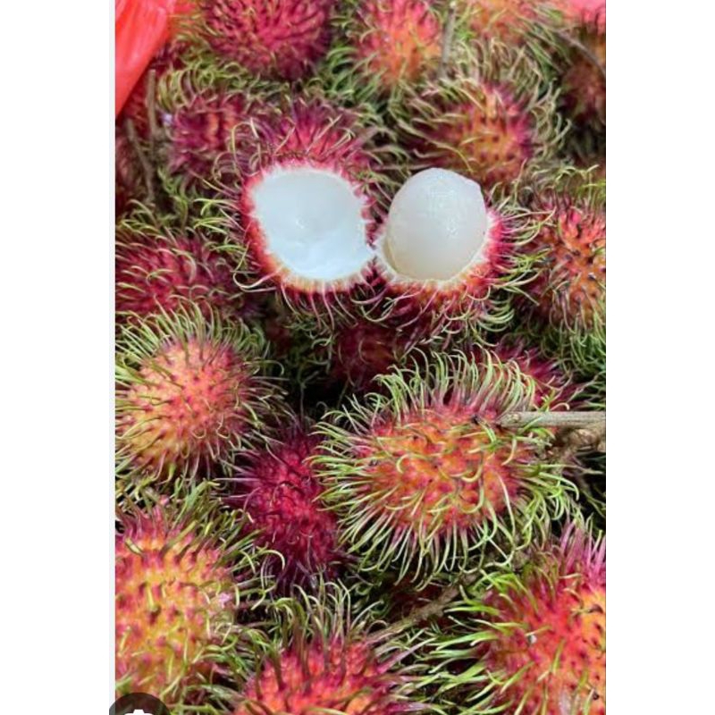 

rambutan Binjai 1 kg manis ngelontok