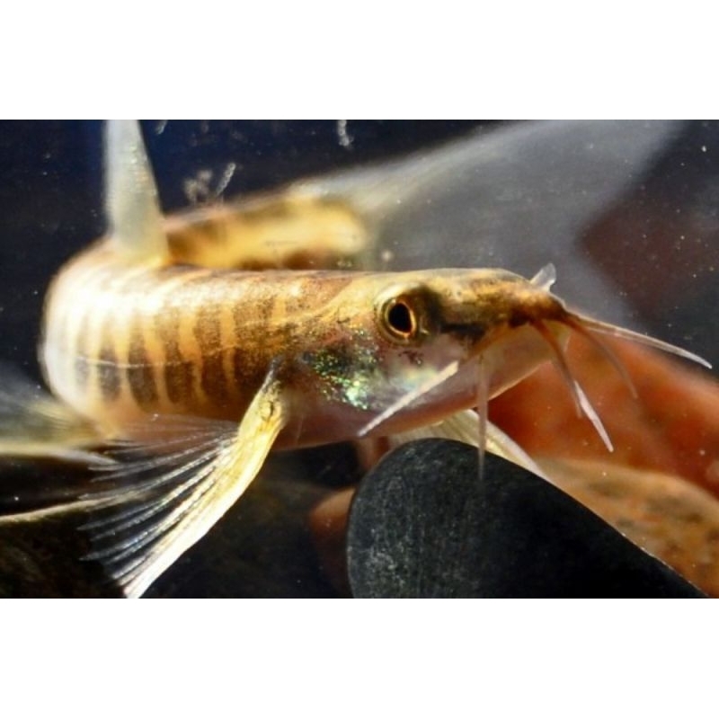 paket uceng dewasa 15 ekor hiasan aquarium