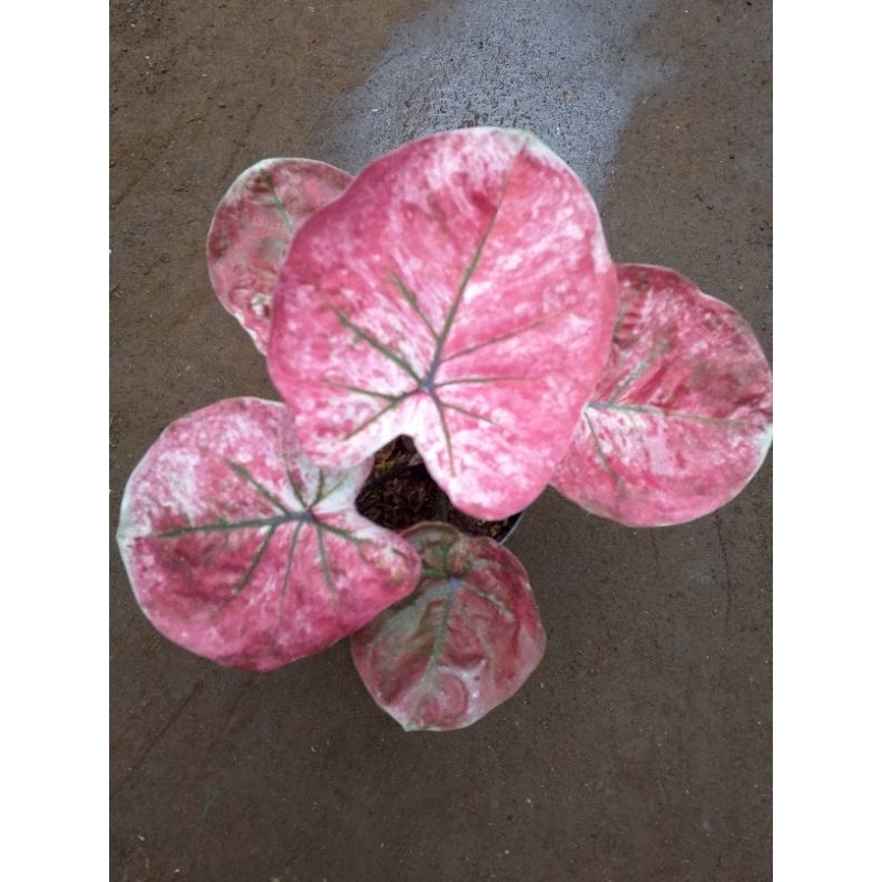 Tanaman Hias Daun Pink