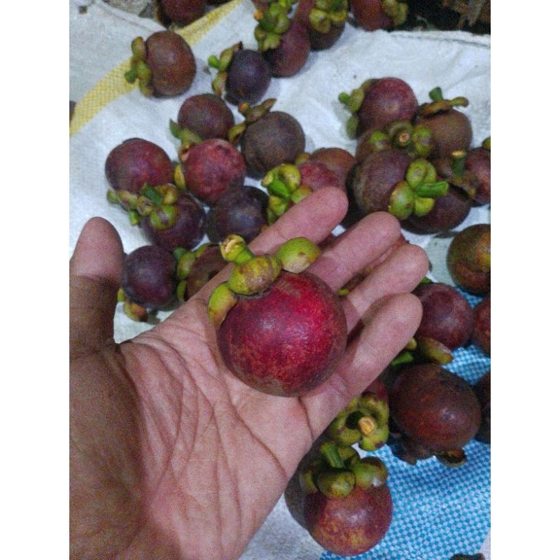 

Manggis Cherry Segar Petik Langsung Dari Kebun Sendiri Ukuran Kecilan