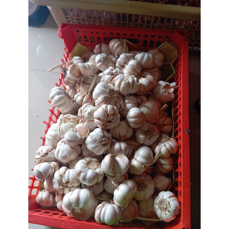 

Bawang putih 500gr