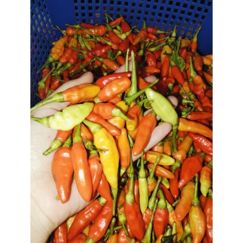 

promo cabai inul 1kg