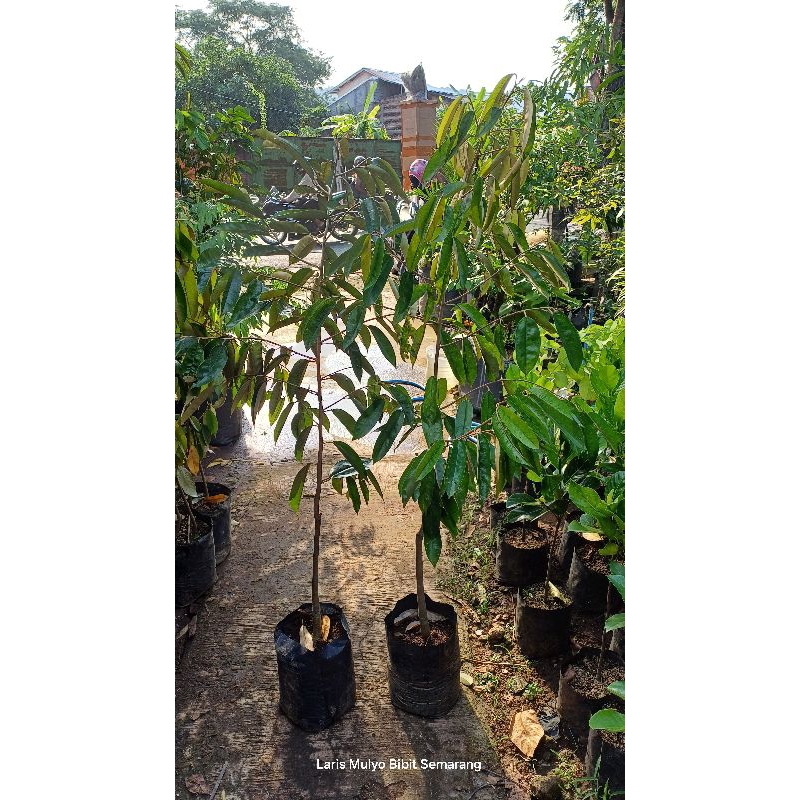 bibit durian unggulan 1,5meter ( free packing kayu )