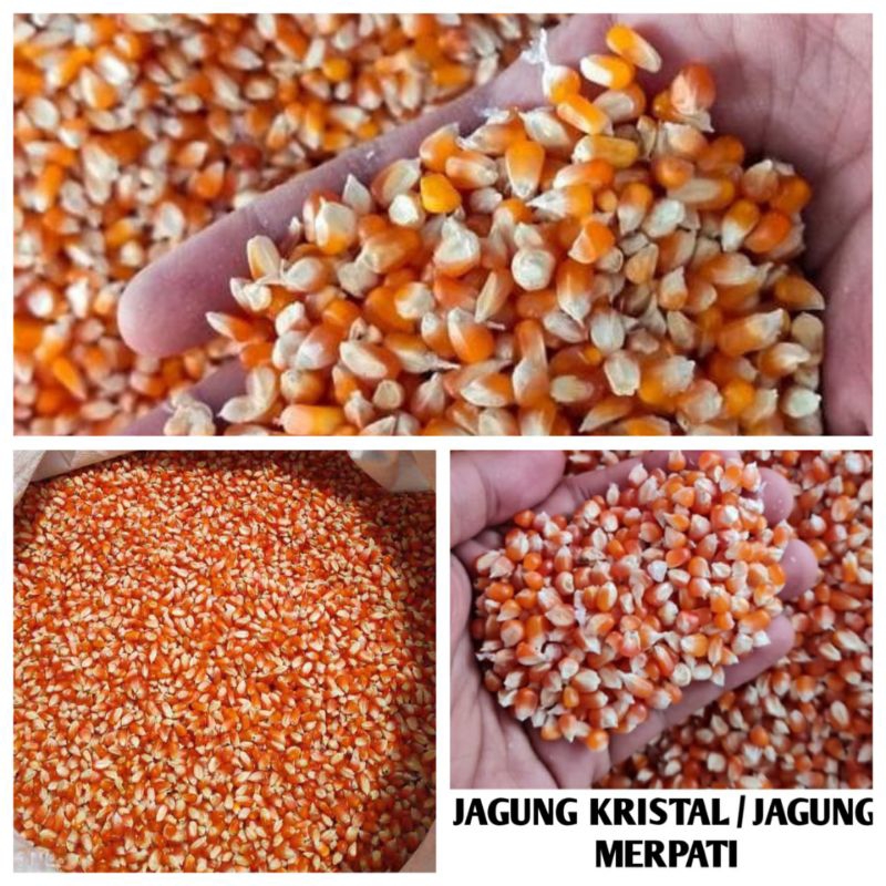 Jagung Merpati Jagung Kristal Kering Bersih Pakan Unggas Ayam Burung 10 Kg Jagung kecil