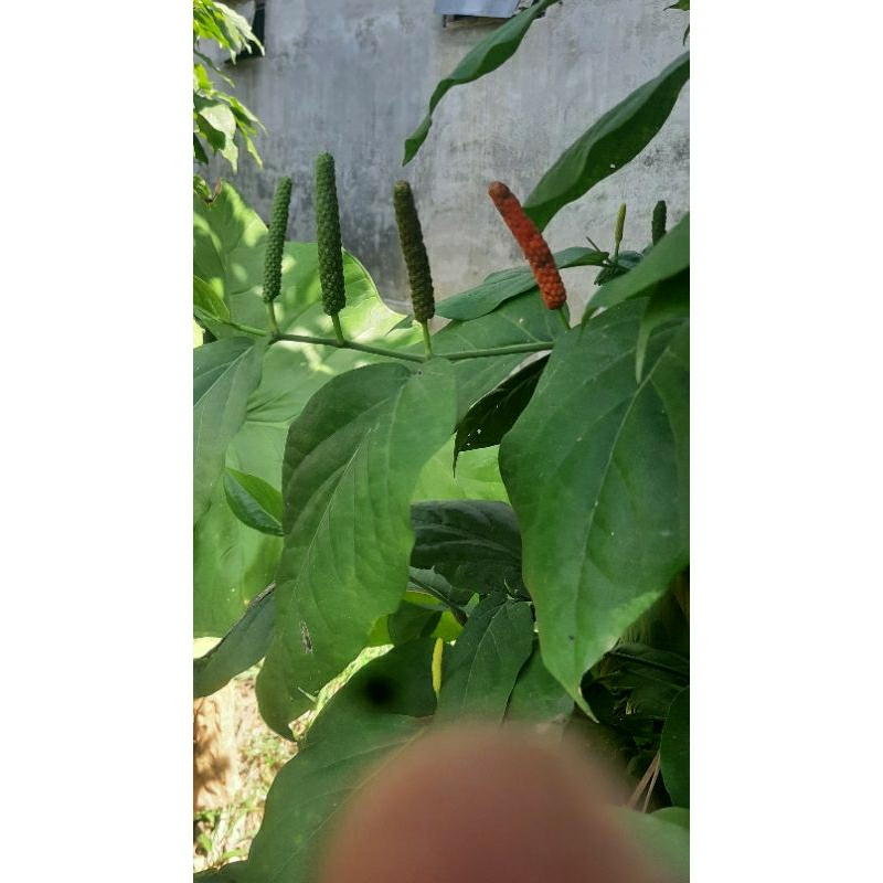 benih/bibit cabe jamu/cabe jawa asli.(beli 10 gratis 1)