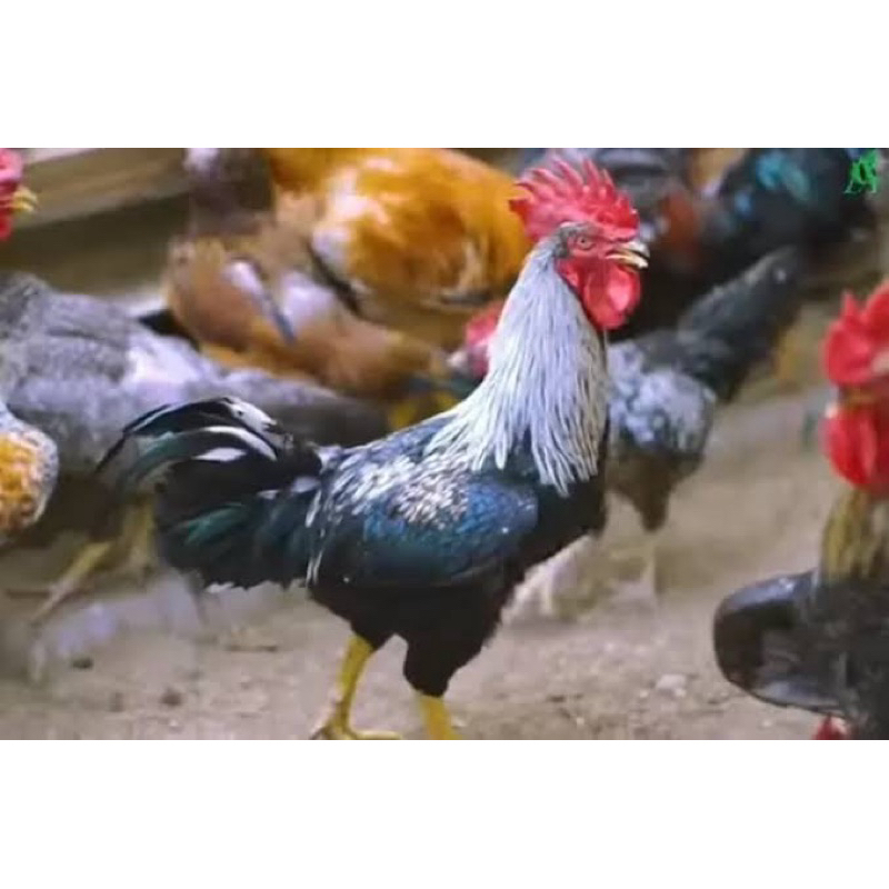 

TELUR FERTIL AYAM KUB 2 JANAKA PEDAGING UNTUK DITETASKAN