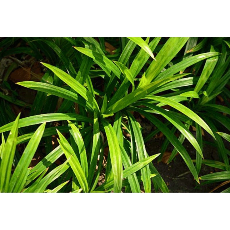 

Daun Pandan 1 kantong