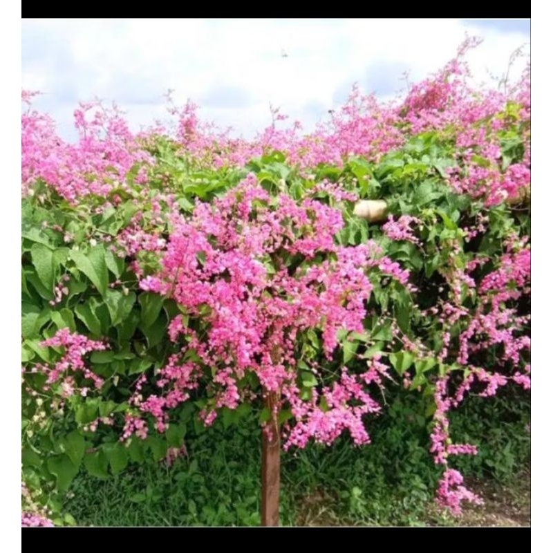 bunga air mata pengantin pink