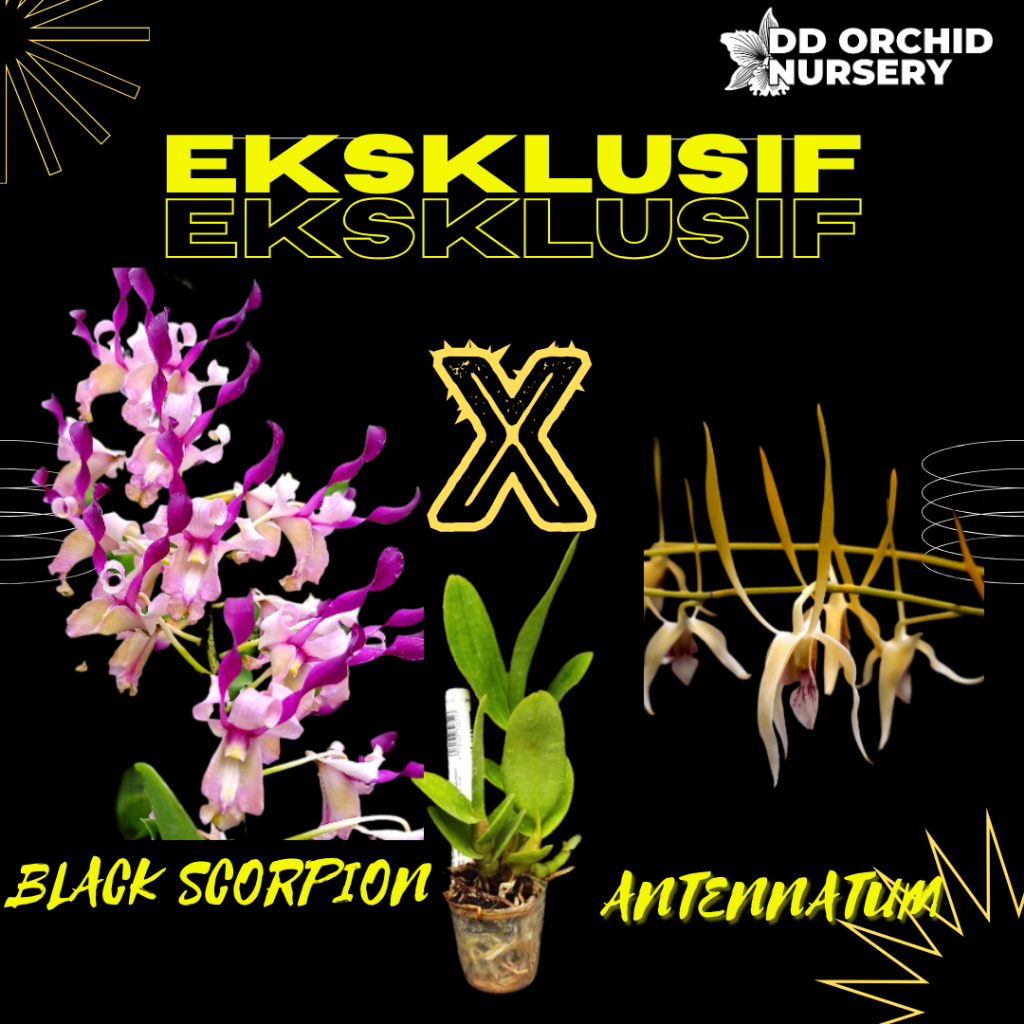 DD Orchid Seedling Anggrek Dendrobium Black Scorpion X Den. Longhorn (antennatum)