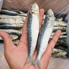 

ikan japuh sedang