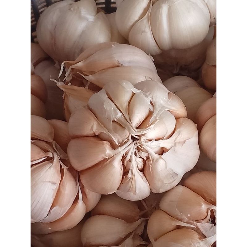 

BAWANG PUTIH BERSIH / BAWANG PUTIH SUPER