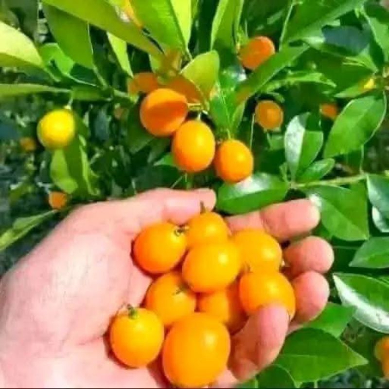 

Bibit Jeruk Nagami Okulasi
