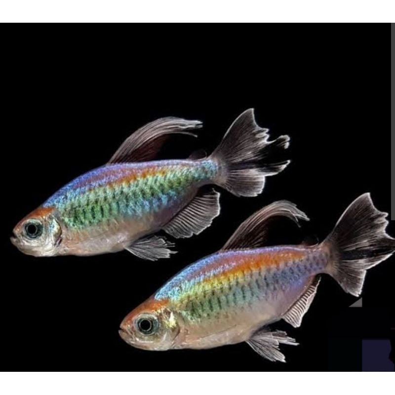 congo tetra
