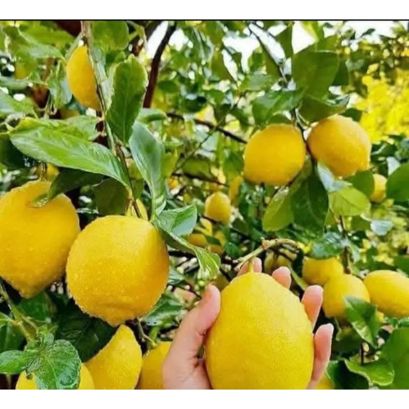 

Bibit Jeruk Lemon Okulasi