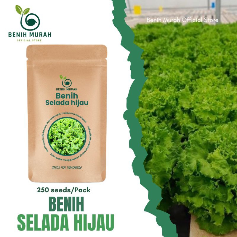 

Benih Selada Hijau Sayur Lalap Bibit Selada