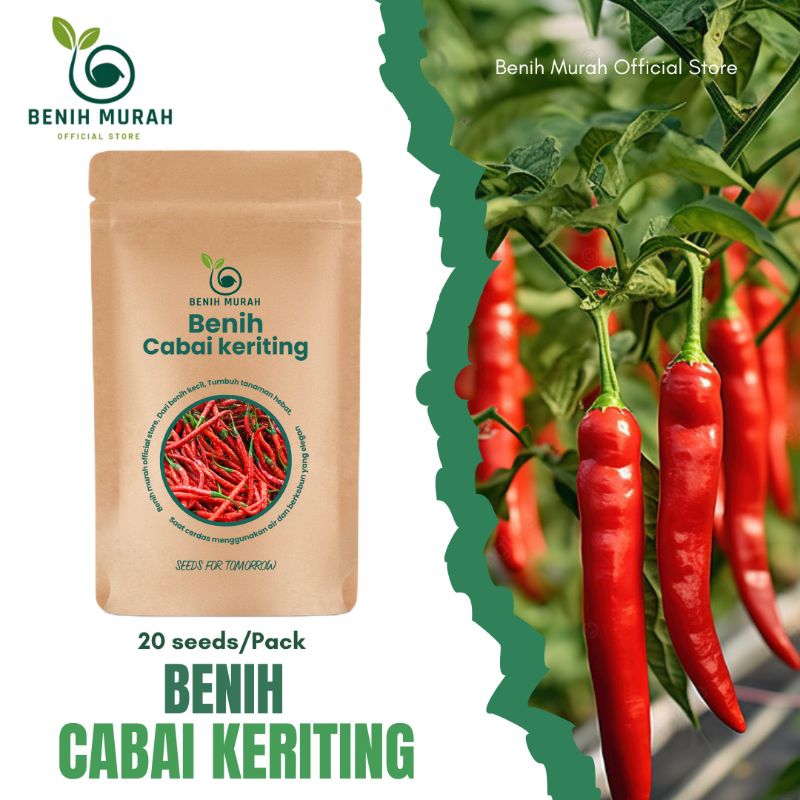 

BENIH CABAI KERITING MERAH