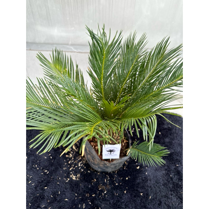 Tanaman hias pakis haji sikas