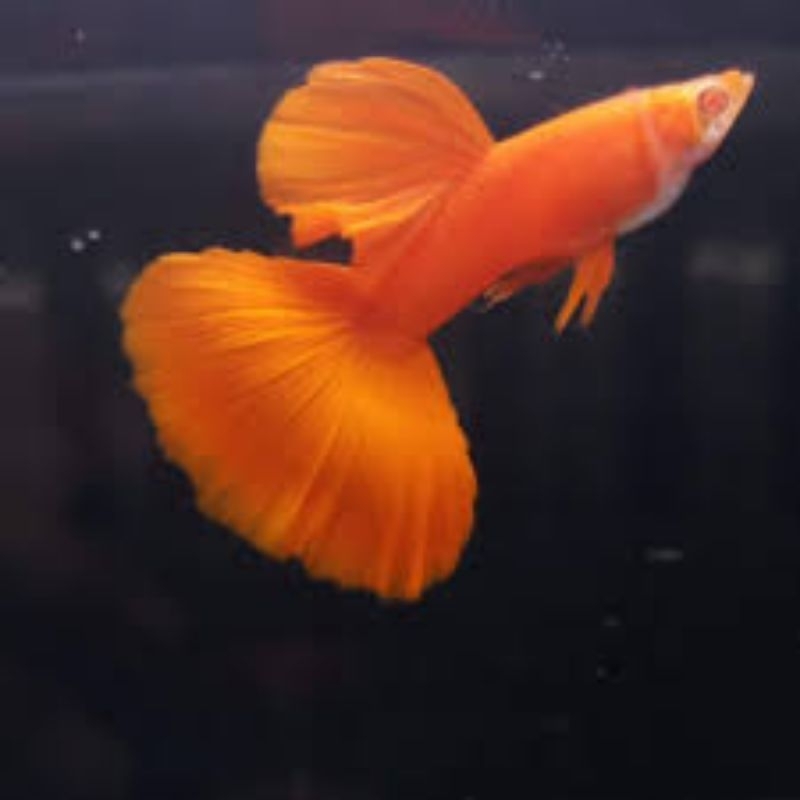 

Soliter Aquarium Guppy Albino Full Red Big Dorsal