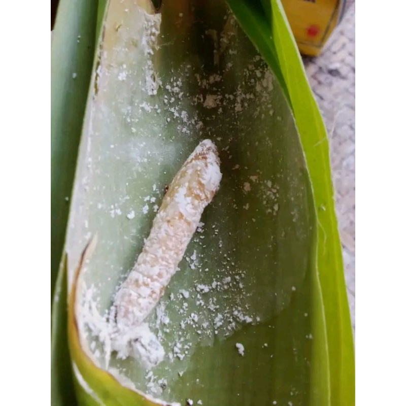 kepompong ulat daun pisang umpan mancing 30 ekor